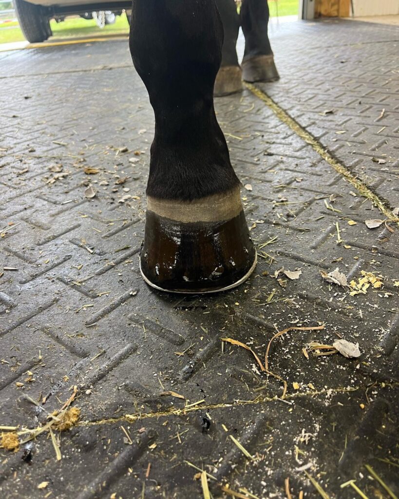 A close up of the bottom of a horse 's legs